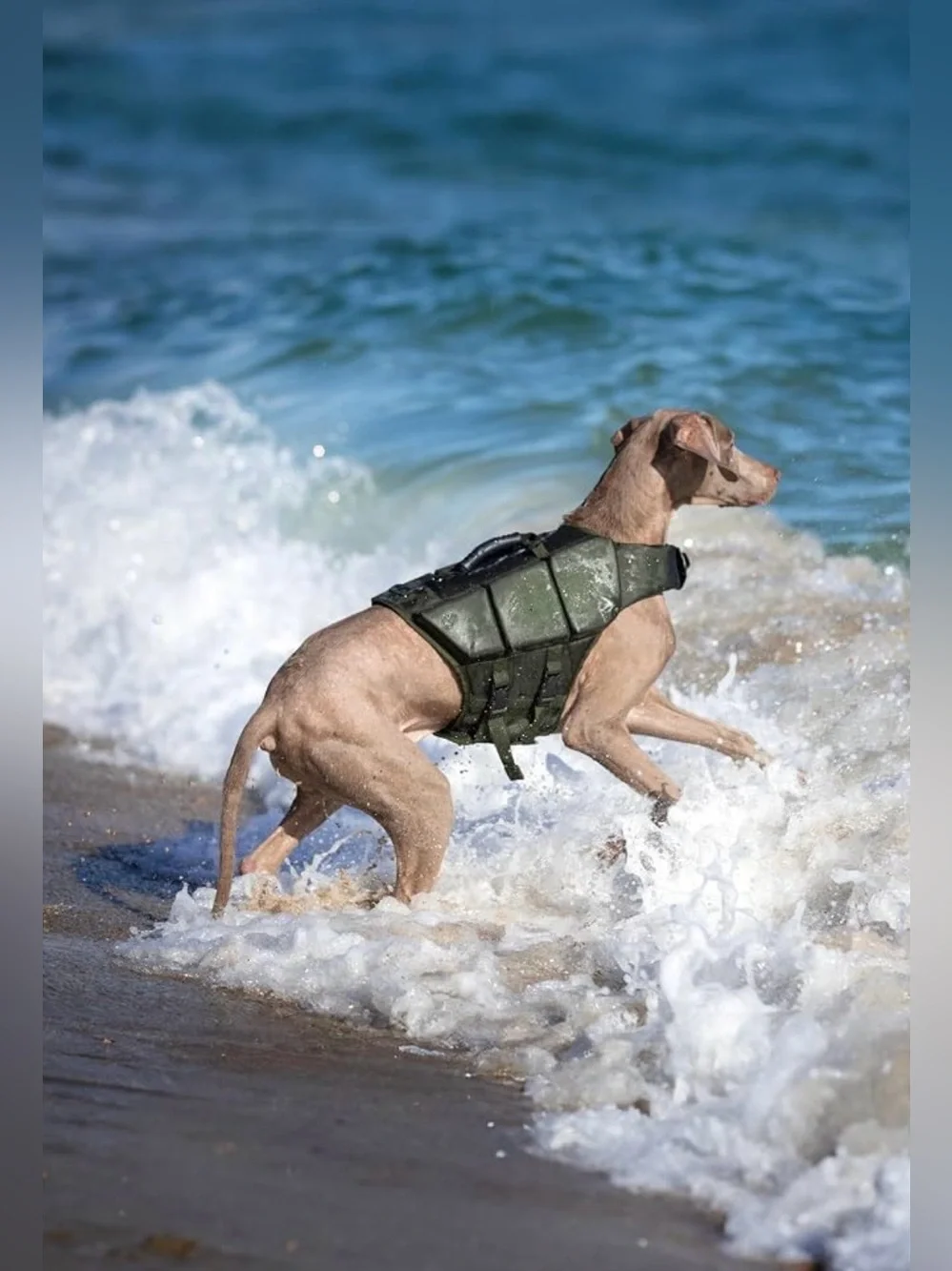 NOAH & PAW Dog Life Jacket, Human Standards Lifejacket Design, Dog Life Vest for